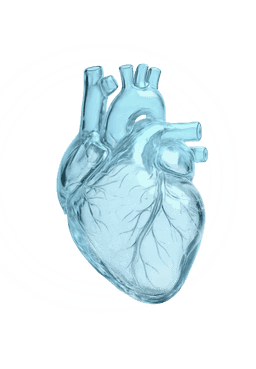 Heart