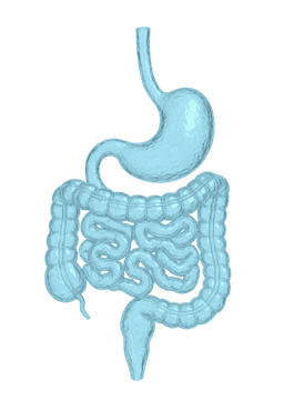 Stomach