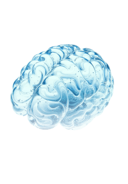 Brain